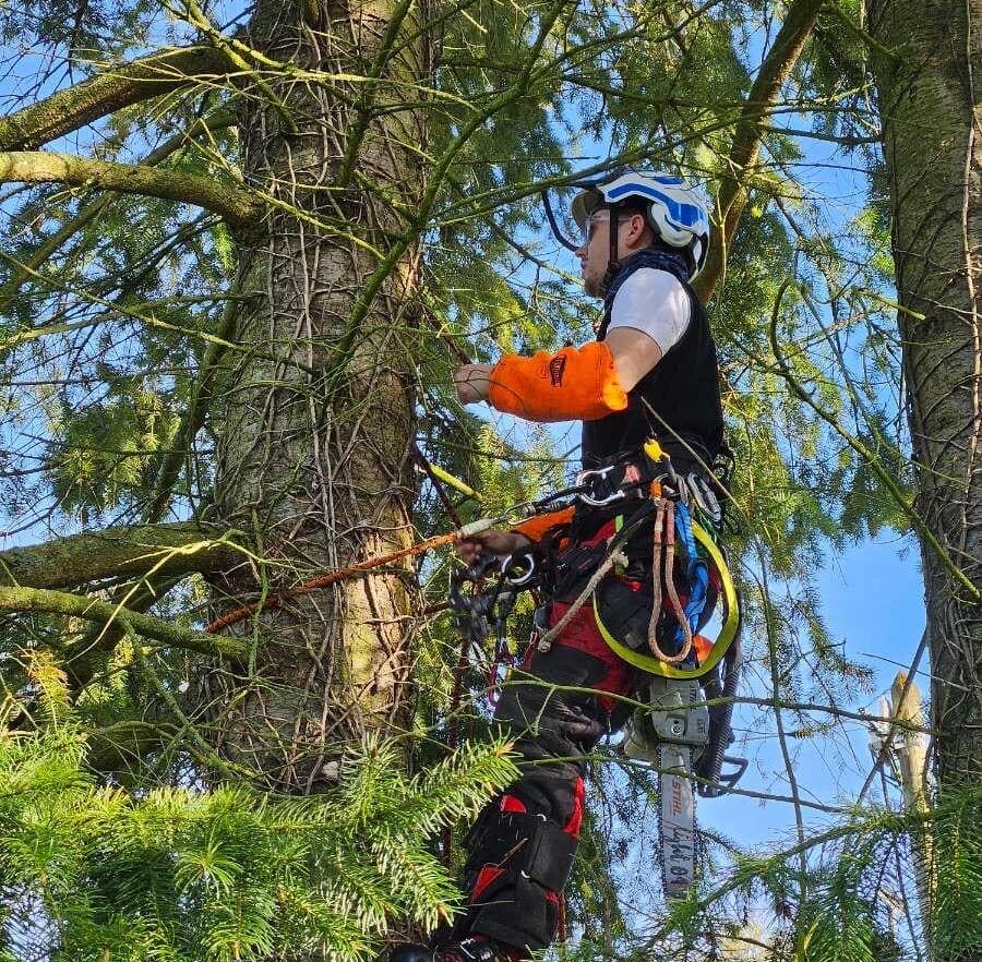 photo de Dimitri en pleine action, il effectue un service de paysagiste en élaguant un arbre dans la ville d'Arras