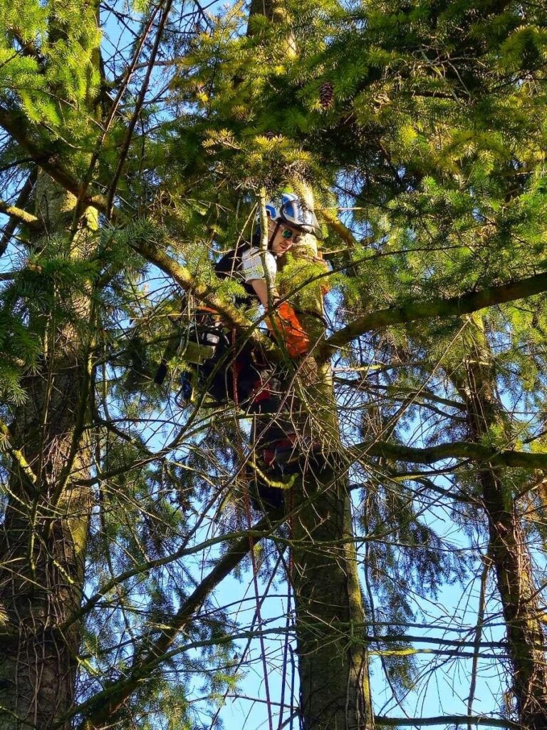 Photo de Dimitri qui est en train d'élaguer un arbre dans la ville d'Arras